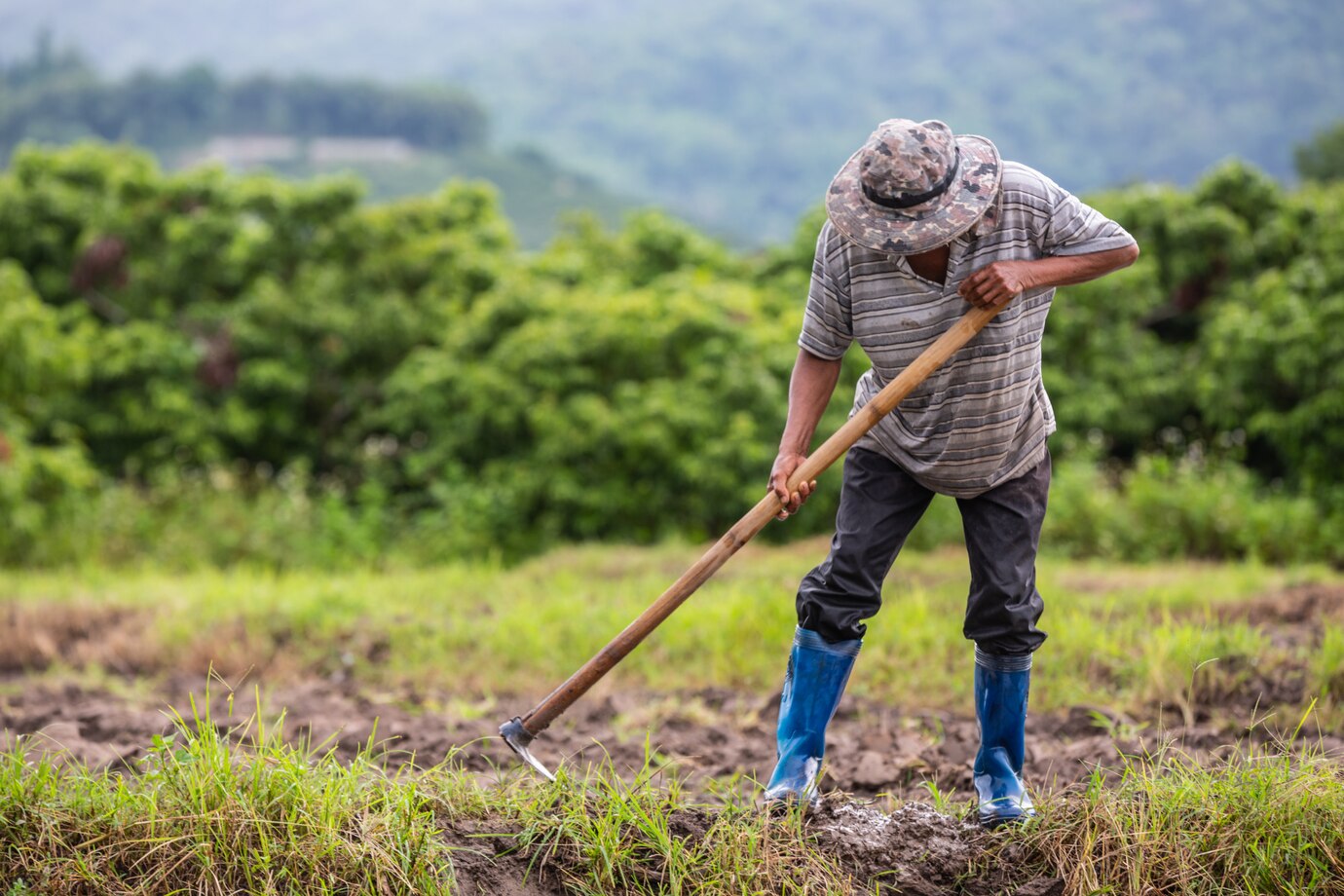 agricultor que usa pala cavar suelo sus campos arroz 1150 17239
