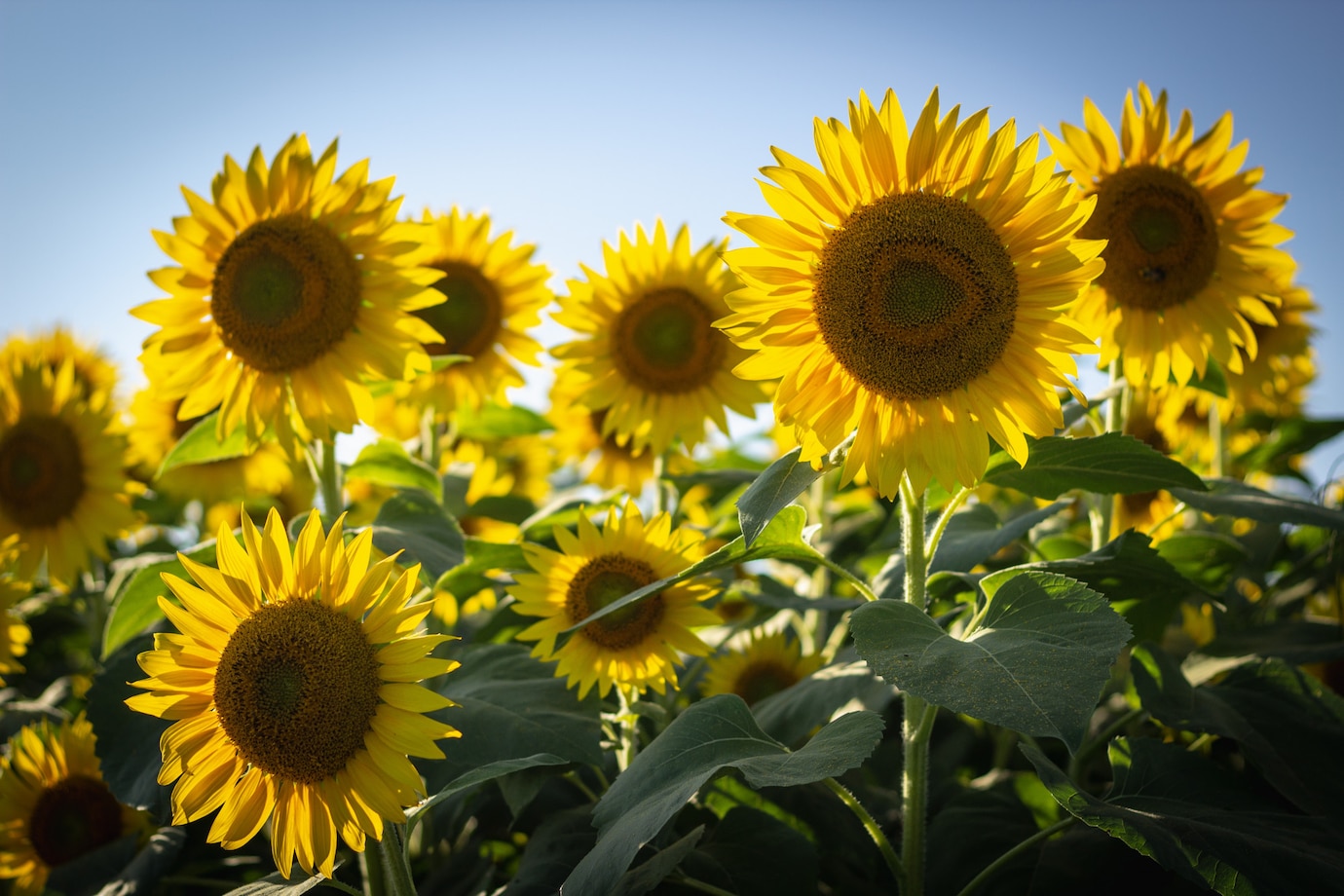primer plano hermosos girasoles campo girasol 181624 4132
