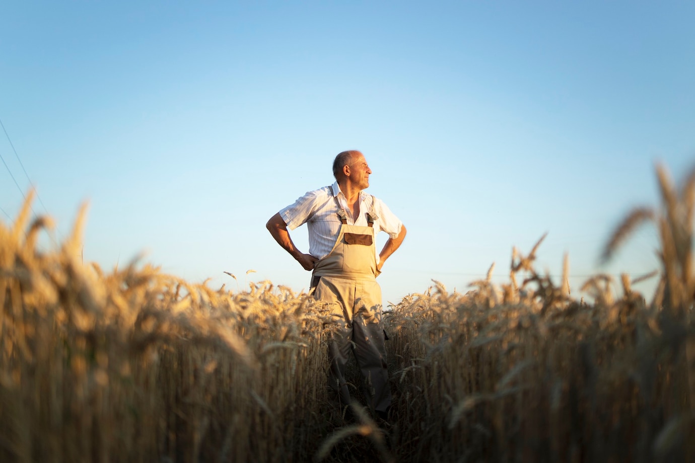 retrato agronomo agricultor senior campo trigo mirando distancia 342744 1246
